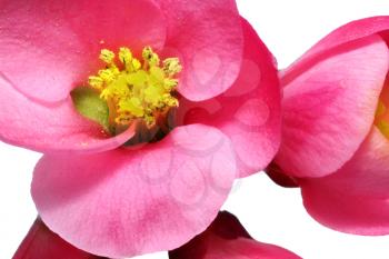 Flowers of Chaenomeles Japonica (Japanese Quince) blossoming. Isolated