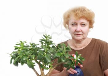 Senior lady wipes foliage on a plant. Isolated over white.