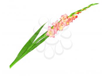 Pink gladiolus . Close-Up. Isolated on white.