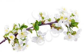 Branch of sprig with blossoms. Isolated on white background
