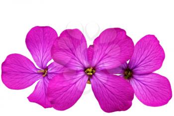 Three  violet flowers.Closeup on white background. Isolated.