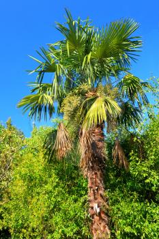 Alone Palm-tree in subtropical.Crimea, Ukraine