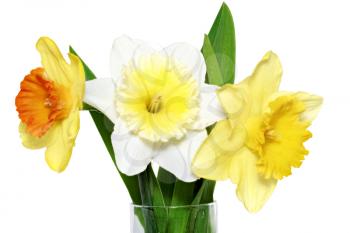 Beautiful spring three  flowers : yellow-white-orange narcissus (Daffodil). Isolated over white. 