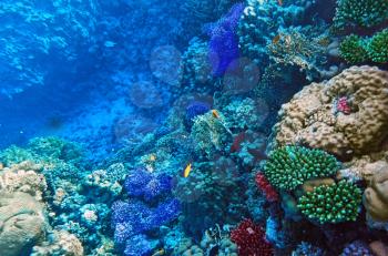 Coral and fish in the Red Sea. Egypt, Africa