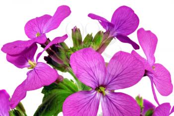 Beautiful violet flower.Closeup on white background. Isolated.
