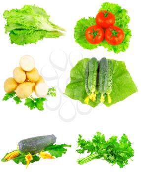 Collage (collection )of Cucumbers,tomato,marrow, parsley,lettuce on white background Isolated over white.