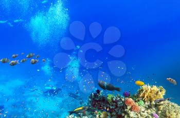 Scuba divers, coral and fish in the Red Sea.Egypt