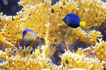 Coral Cnidarians,Angel-fish and Zebrasoma