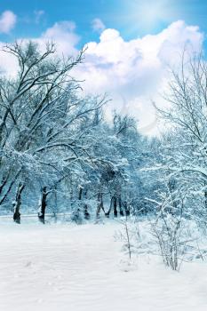 The snow-covered forest in sunny day