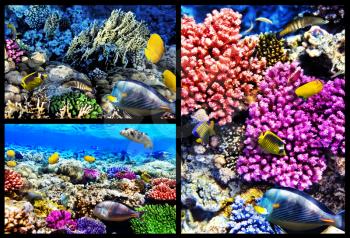 Coral and fish in the Red Sea. Egypt, Africa. Collage. 