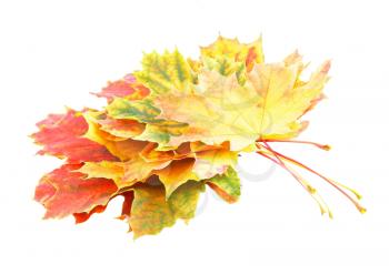 Heap of perfect Autumn Leaf over white. Isolated over white