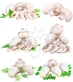 Collage(set) of mushroom champignon with green parsley leaves isolated on white background
