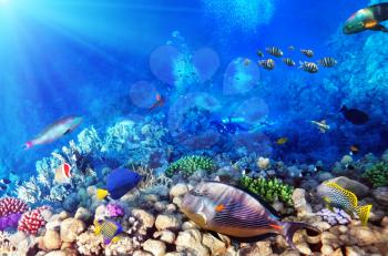 Scuba divers, coral and fish in the Red Sea.Egypt