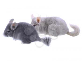 Couple of gray ebonite chinchilla on white background. Isolataed