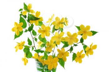 Bouquet Kerria  Japonica     Yellow wildflowers in vase isolated on white background .