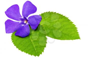 Violet flower on green leaf .Closeup on white background. Isolated .