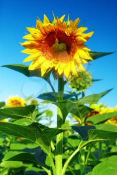 Single beautiful sunflower in  the summer field.