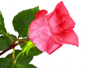 Beautiful single pink roses isolated on white background.