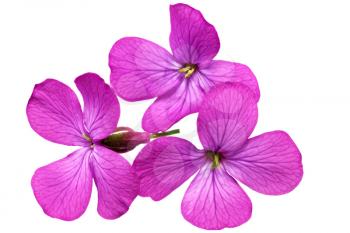 Three  violet flowers.Closeup on white background. Isolated.