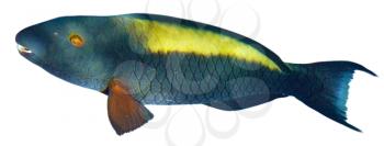  Parrotfish  isolated on white background.