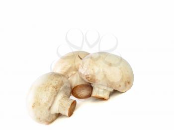 Ripe mushroom champignon , isolated on white background.