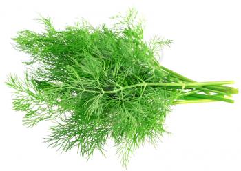 Bunch of dill on white background. Isolated over white