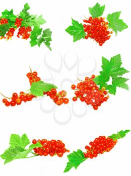 Collection (set) of red currant on branch with foliage. Isolated.