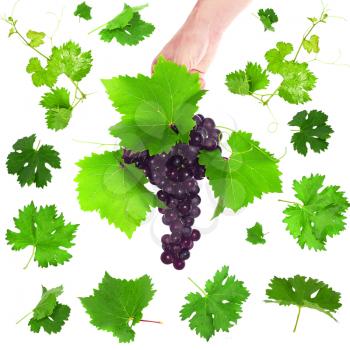 Collage(set) of various grapes with foliage. Isolated over white