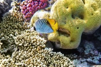 Coral and fish in the Red Sea.Butterfly fish.Egypt