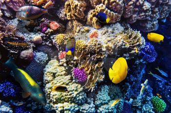 Coral and fish in the Red Sea. Egypt, Africa
