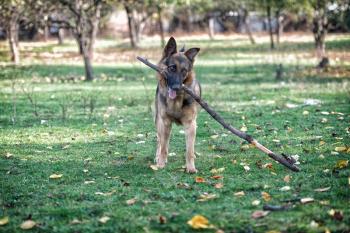 German Shepherd Dog Holding A Stick
