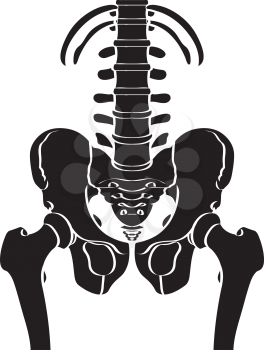 Royalty Free Clipart Image of a Human Skeleton