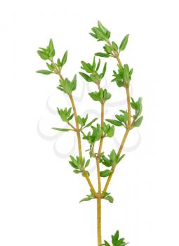 Royalty Free Photo of a Sprig of Thyme