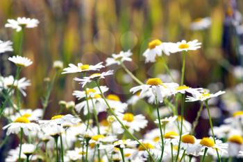 summer flowers camomile blossoms on meadow