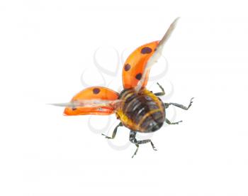 ladybug isolated on a white