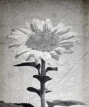 Retro sunflower - vintage flower background