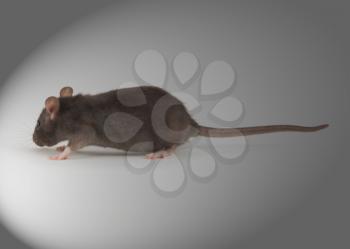 rat isolated on grey background 