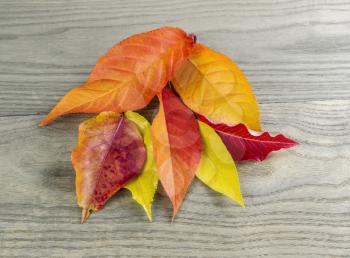 Variety of mixed colors of autumn leaves on faded wood background