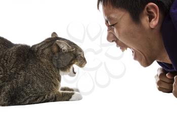 Angry gray tabby cat snarls at man on white background