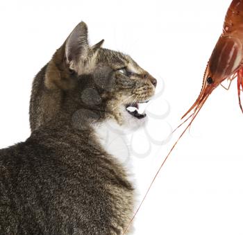 Young male grey tabby cat ready to attack large prawn-shrimp