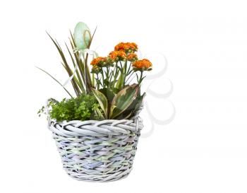 Easter basket with flowers and single egg on pure white background
