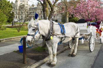 White horse with cart attached in front of capital building of Victoria Canada