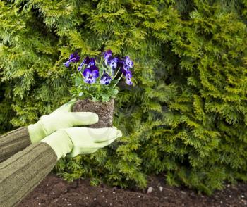 Hands, wearing gloves, hold purple flowers in flowerbed with green bushes in background