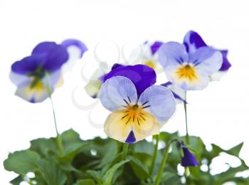 Spring Viola Flowers in Bloom on white background
