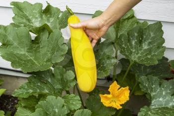 Horizontal photo of female hand holding fresh large yellow zucchini with vegetable garden and side of house in background