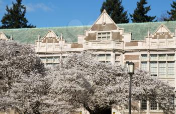 Horizontal photo of Japanese cherry trees in full bloom in front of  University of Washington building during Spring Season 