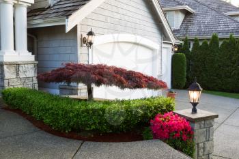 Horizontal photo of blooming Japanese maple tree in front of home exterior during late spring season evening
