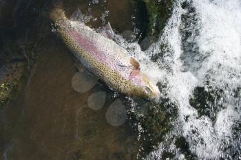 Horizontal photo of a large trout being pulled from river in fast water