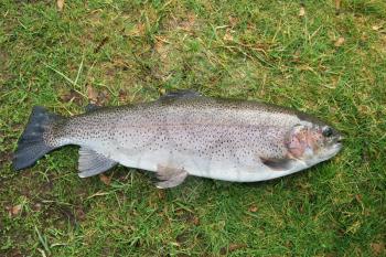 Horizontal photo of a large rainbow trout on grass after being caught