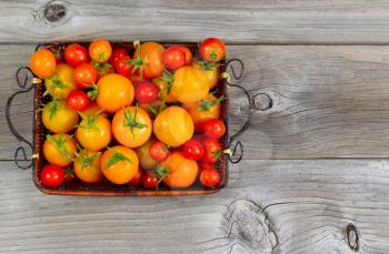 Top view of garden fresh tomatoes in basket on rustic wooden boards 